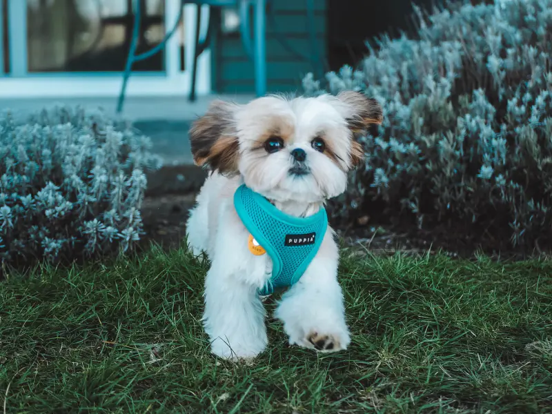 Can Meloxicam Kill A Dog